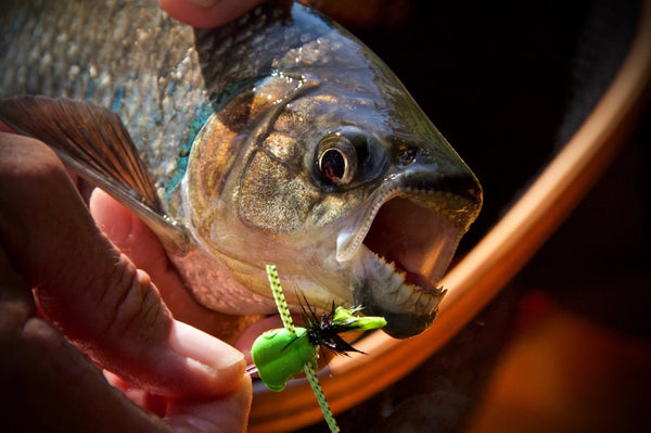 Fly Fishing for Machaca: 5 Tips to Help You Catch This Piranha