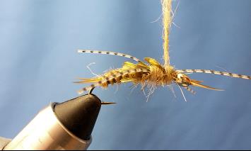 Evolution Stonefly - Fly tying instructions - Flymen Fishing Company