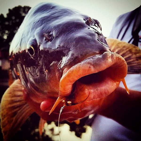 carp mouth grande 3 things you must know to chase carp on the fly. Carp have been rising up on the list of desired freshwater fish to experience on the fly. Some will even go so far as to compare this freshwater monster to the notorious bonefish, earning the carp the nickname of the golden bone. Many factors will greatly determine your success rate when fly fishing for carp. To name a few: location, mood, posture of the fish, and time of year. For example, if it’s winter you’re not going to throw a 3” crawfish pattern at huddled carp. Why you ask? Crawfish are dormant in the winter due to being cold blooded. If you throw that rusty orange pattern at a carp in the winter he’s going to know something's up because it’s not normal for him to see that in the winter months. He will be gone just as fast as he appeared. If you've been wanting to try your hand at chasing these golden ghosts of the shallows, here are 3 tips you must know to get in the action with these easily spooked creatures. 1. Being able to read the carp and know how to act accordingly. Dane Schmucker caught the big fish of the weekend at the Midwest Golden Bones Fly Tournament near Chicago, IL. The 2018 event is coming up July 27-28 and is sponsored in part by Flymen Fishing Co. The number one mistake that beginning carp anglers make is casting to non-receptive carp. Here's how to read carp in some common fishing situations. Carp splashing on topwater. If you happen to spot this, you might as well put down your fly rod and head on your way. These carp won’t pay attention to even the tastiest-looking pattern in the world; they have one thing on their mind, and that’s reproduction. However, the upside to this process is the awesome post-spawn bite! Fast-moving pods. Once again, don’t waste your time – these carp are either spooked or heading on a mission, not even a bag of pellet carp food will stop these beasts. Keep searching for more fish to cast to. Slow-cruising pods/singles. Get a fly right in front of their faces and below them. Why? Carp like to cruise while searching the bottom for a quick and easy snack. This means their eyes will be focused below them right where your fly should be! Heads down and tails to the sky with a mud cloud around them. This is the most important one of all! Slow down, take your time, and cast to this feeding mud monkey, then hang on because you’re about to have a gnarly fight on your hands! Sunning carp. These carp are the ones kicked back enjoying the warmth of the sun. Toss a small unweighted fly to them and hope for the best. 2. Choosing the right fly weight and pattern (I can’t stress this one enough!). Fly patterns and weight are often overlooked when carp fishing. Most people think any old pattern that looks appetizing will work. Wrong! Carp have feeding patterns and certain food sources they like better than others. Carp are very boring when it comes to fly patterns. They like rusty, orange, olive, brown, and black. These color patterns are usually the go-to for carp fishing, but it depends on what location you’re fishing in. I’ve heard a great tale of western carp actually chasing streamers, but I haven’t seen this firsthand. The Fish-Skull CrawBody paired with a Shrimp & Cray Tail can be a deadly combination. I fish and guide in the waters of North Carolina where we have the more calm and gentle carp that have very subtle takes. Do your research on the body of water you’re fishing and stop and watch the carp. If you stop and watch you can usually figure out what they’re feeding on. People overlook weight because they think it isn’t important in carp fishing, but weight is crucial in carp fishing. Fly selection and speed of current. Unweighted flies. These unweighted flies are those you throw at the sunning carp. You don’t want it sinking too fast because these carp are closer to the surface, but you also don’t want it to float. You want a slow gentle descent to get the carp's attention. Medium-weight flies / Heavyweight bombs. These are used for slow-cruising carp and those mud-sifting bulldozers who are bottom feeding. You want to send your fly straight to them and get it down on the bottom right in front of their faces. 3. Presenting your fly . Fly presentation is important when carp fishing – if you throw the fly too hard and smack the water, the fish is going to spook. Pursuing carp on the fly takes a skilled and accurate cast, so before heading out on the water, take a few practice casts to get ready. You may only get three chances on a carp in a whole day of fishing, so you don’t want to blow these chances by not being ready. It pays off to take the extra time to prepare for the main event. The most known and productive action method for carp fly fishing is called the drag and drop. To do this, drag your fly away from the carp and let it sink, mimicking a fleeing crawfish or nymph. This is usually used for slow-cruising carp and sometimes for the feeding carp. Follow these tips to increase your number of hookups and catches when fishing for this elusive fish. As always, best fishing to you all! Want more articles like this?  Subscribe to the Flymen mailing list at the bottom of the page! About Jakob Barlow: Jakob Barlow is the head guide/owner of High Grass Guides in Western North Carolina. He has been fly fishing since he was 6 years old. From the pumpkin seed sunfish to the big bull trout to the tarpon of the salt flats, he has experience in it all. He's been guiding locally for 10 years and then decided to take it to the next level so he opened High Grass Guides with two of his buddies, hoping to make it into a living. “I've experienced nothing that consumes my mind like fly fishing, it’s all I think of all day every day.” Jakob is well seasoned with most freshwater species around his area with some saltwater species as well. Jakob has a passion for getting new anglers involved with his obsession of fly fishing. "I live to see that big smile on my client's face when hooking the fish of a lifetime.” You can follow him on Instagram @the_jakob_barlow or check out his website at www.highgrassguides.com. Written by Jakob Barlow Filed under carp,  fly fishing,  fly fishing tips,  freshwater Tweet Comments on this post (12) Jun 29, 2022 Thank you for your insight! — Greg Bright Jun 09, 2022 I live in Lake Havasu AZ, a great fishery and one of the most under rated carp fisheries in the states. Huge carp here, up to 50 lbs. NOBODY fly fishes carp here so I’m giving it a try. Found a nice shallow beach where early morning carp feed, from 3 to 15 lbs. Great article and tips, all makes sense. — james Dec 03, 2020 Have chased carp for several years. berleyed with white bread and fished with bread flies, great fun good results. 70 – 120 per day. A pest species that is fun to fish for. All removed from the waterway. a win for the angler and the waterways — Ben Hicks Dec 03, 2020 I got 13carp and 3 cat fish on a 6wt fly rod and reel 6lbs test with a 6wt floating line and 6lbs line 8lbs all up to 25 lbs cats were 3 lbs to 8lbs on carp best have 200 yards of backing @ least 3 bigger ones almost spun 100 yards out I used a really slow sinking method for my carp fly’s I am so hooked on fly fishing carp — Alvin vaughn Dec 03, 2020 Hooked on carp on the fly — Harold Fenhaus Dec 03, 2020 About fly fishing for carp. — Don Smith Dec 03, 2020 Nice Blog ! Try fly fish Colorado here : www.shoprma.com/fly_fishing_classes.htm — Shoprma Dec 03, 2020 Here in the desert of Central Washington, carp offer opportunities to chase big, hard fighting fish during the heat of summer. Very good information! — Patrick Burdick Dec 03, 2020 Hit the 17 year cicada hatch. Carp on the top. Best fish was 29+ lbs. Talk about fun! — Andy Braznell Dec 03, 2020 @Wayne Walts, no they’re not as fast as a bone but: if you hook a big one they just go, slow but they go and it’s like you hooked a garden tractor! — Keith Antell Dec 03, 2020 They are not bonefish nor will they ever swim like a bonefish. Bonefish can swim over 30mph. That being said they are fun to catch, when I can’t go bonefishing — Wayne Walts Dec 03, 2020 Great information on Carp fishing and have been having a blast tying up and creating pattern targeted for crap. — Rick Takahashi Leave a comment Name Email Message