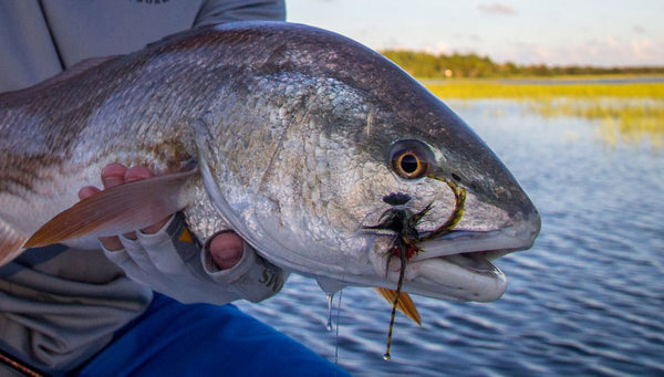 The Lowdown On Fly Fishing For Late Summer Low Tide Redfish - Flymen Fishing  Company