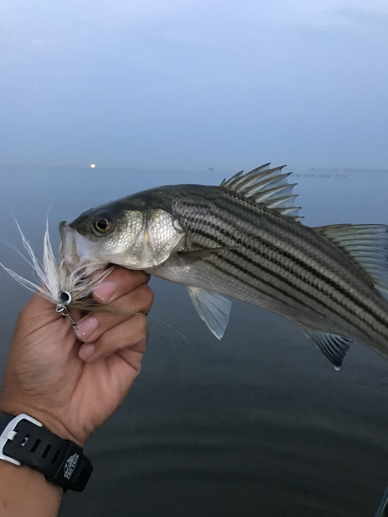 Fly Fishing for Freshwater Striped Bass