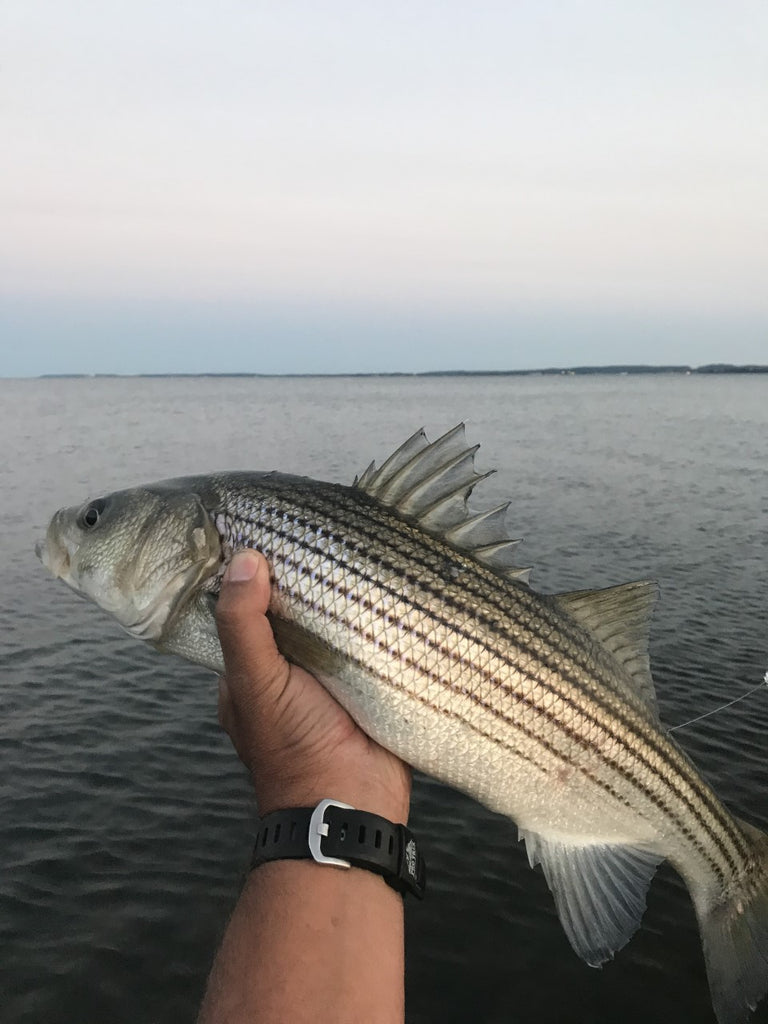 First Light: Dawn Striper Fly Fishing - Flymen Fishing Company