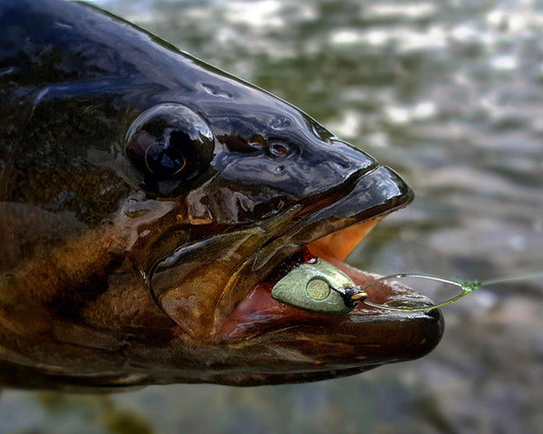 Smallmouth Bass Fly Fishing School