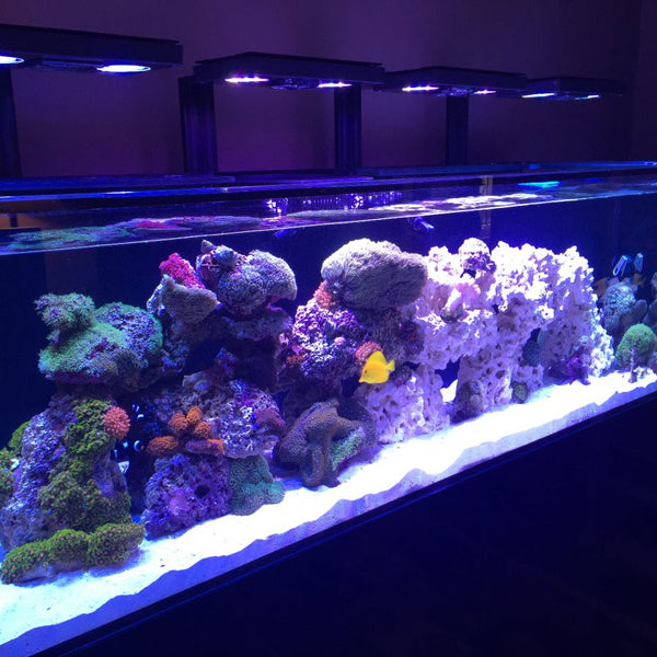 best place to buy fish tanks online
