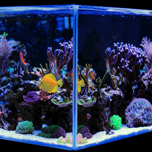 Krankzinnigheid helling vis Saltwater Aquariums - Premium Acrylic Fish Tanks For Reef Aquariums – Dream Fish  Tanks