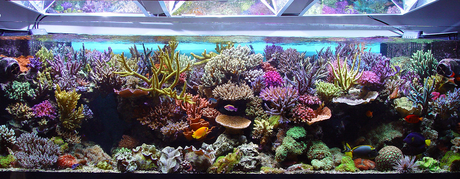 premium aquariums