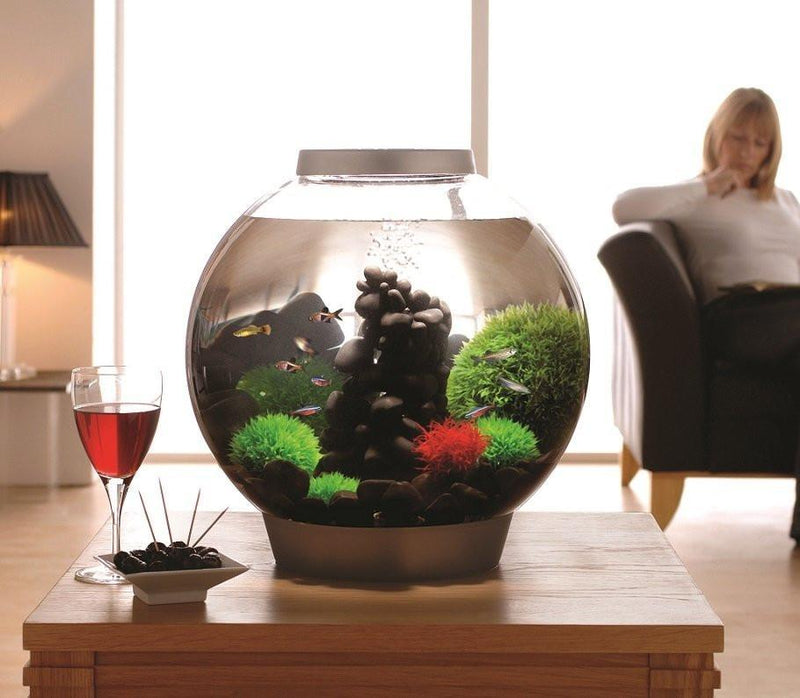 dream aquarium add fish