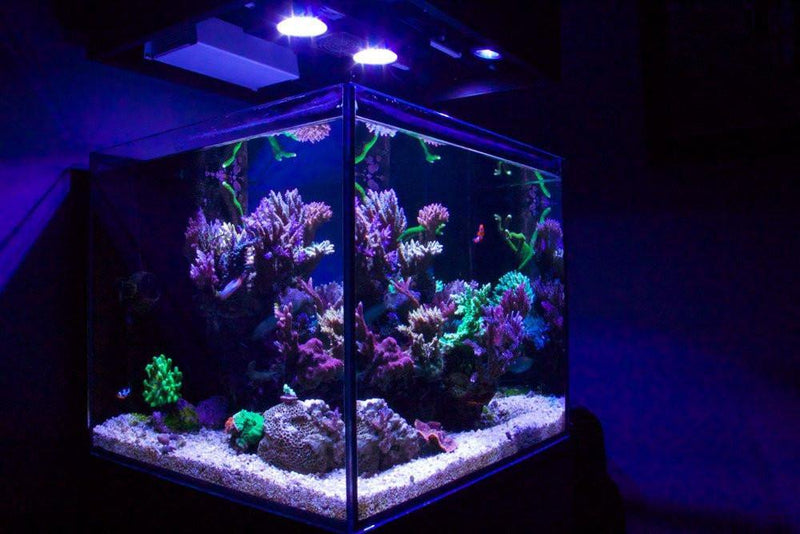 50 to 60 gallon goldfish aquarium