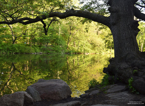 Central Park by Kate Stoltz 