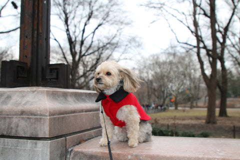 cute dog clothing made in nyc