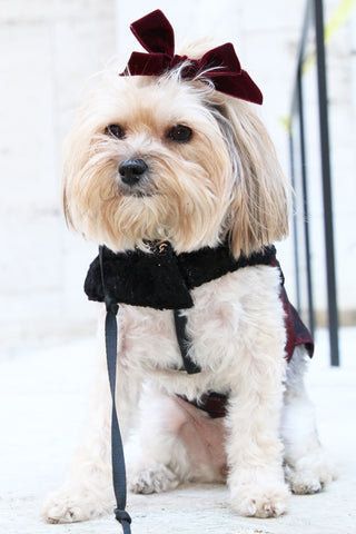 puppy couture velvet bow jacket 