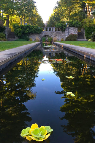 Lily Pond with Koi Fish 