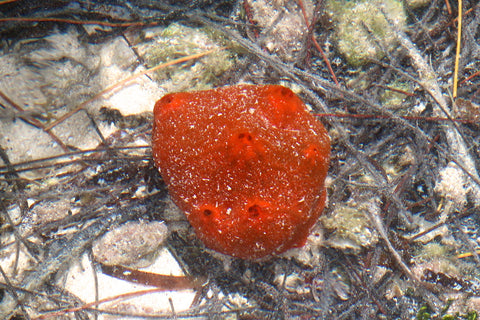 colorful coral