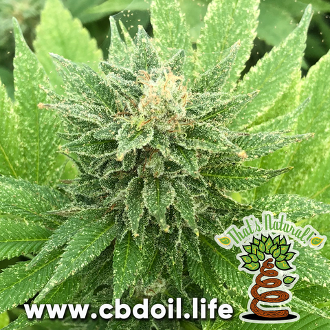 best CBD for sleep, most trusted CBD, best CBD for anxiety, best-rated CBD, That's Natural, Thats Natural CBDA topicals,  best CBD for stress, most trusted CBD, CBD for vaccine injury, CBD for vaccine side-effects, CBD for vaccine side effects, CBD for vaccine problems, Life Force Market, Herbs, Austin Texas, www.cbdoil.life, cbdoil.life, thatsnatural.info