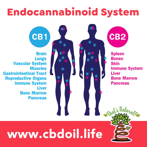 Endocannabinoid Deficiency - How can supplementing with CBD help your Endocannabinoid System (ECS)?  Cannabinoids, endocannabinoids, phytocannabinoids - research showing CBD (Cannabidiol) can help with a variety of pain, inflammation, and disease. CBD for immunity, CBD for immune system, CBD for COVID, CBD for COVID19, CBD for vaccine injury, That's Natural at www.cbdoil.life and cbdoil.life, legal in all 50 states at www.thatsnatural.info, That's Natural legal CBD hemp-derived CBD