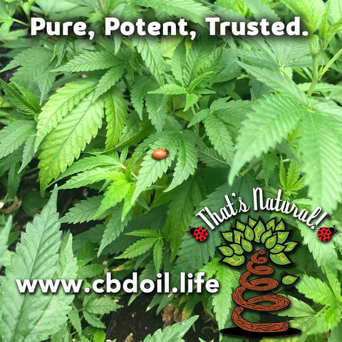 most trusted CBD brand, best-rated CBD, CBD for anxiety, CBD for sleep, That’s Natural Entourage Effect - hat’s Natural Topical Products, CBD Lotions, CBD Salves, Thats Natural full spectrum lotion - CBD Massage Oil, CBD cream, CBD creme, CBD muscle jelly, CBD salve, CBD face, CBD face and eye creme - hemp-derived CBD, legal in all 50 States at cbdoil.life and www.cbdoil.life