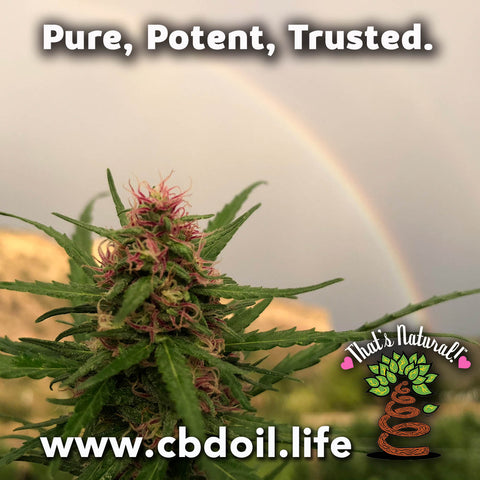 most trusted CBD, best-rated CBD, family-owned CBD company, CBDA oil, That's Natural, premium CBD products at cbdoil.life and www.cbdoil.life, aspen and basalt colorado www.thatsnatural.info