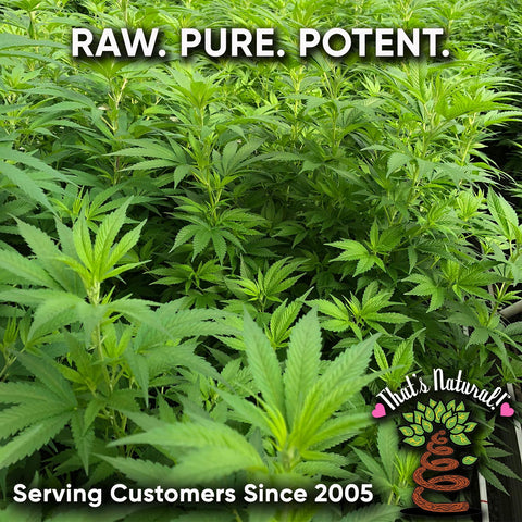 Raw, Pure, Potent - That's Natural CBD