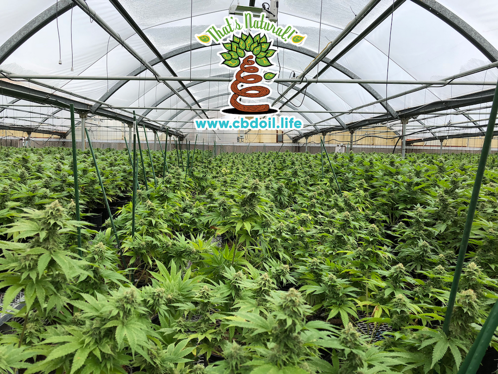 That's Natural Colorado Hemp Greenhouses in the San Luis Valley of Colorado - Find Thats Natural CBD products at www.cbdoil.llife, cbdoil.life, and thatsnatural.info - Pure, Potent, Trusted CBD oil product - truly natural and truly full spectrum - CBD topicals that really work! 