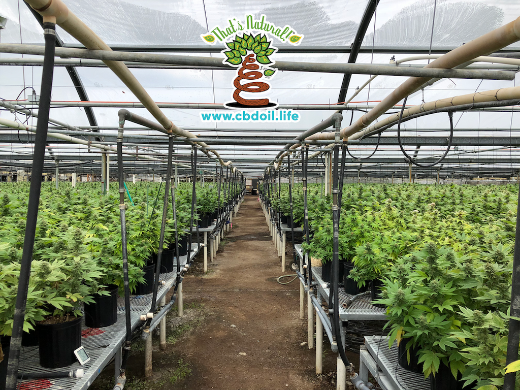 That's Natural Colorado Hemp Greenhouses in the San Luis Valley of Colorado - Find Thats Natural CBD products at www.cbdoil.llife, cbdoil.life, and thatsnatural.info - Pure, Potent, Trusted CBD oil product - truly natural and truly full spectrum - CBD topicals that really work! 