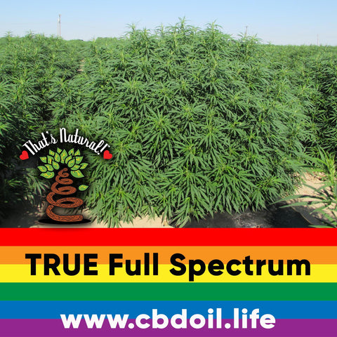hemp-derived CBD from That’s Natural full spectrum phytocannabinoids entourage effect - Precious plant compounds in That's Natural full spectrum CBD-rich hemp oil include other cannabinoids besides CBD (CBDA, CBC, CBG, CBN), terpenes (beta-myrcene, linalool, d-limonene, alpha-pinene, humulene, beta-caryophyllene) and polyphenols - See more about safe and effective hemp-derived CBD oil from Thats Natural at www.cbdoil.life and cbdoil.life and www.thatsnatural.info - legal hemp CBD, legal in all 50 states