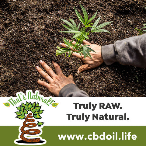 most trusted CBD, best-rated CBD - family-owned CBD company, legal hemp CBD, hemp legal in all 50 States, hemp-derived CBD, Thats Natural topical CBD products, CBDA, CBDA Oil, Life Force with biodynamic Colorado hemp - That’s Natural CBD Oil from hemp - whole plant full spectrum cannabinoids and terpenes legal in all 50 States - www.cbdoil.life, cbdoil.life, www.thatsnatural.info, thatsnatural.info, CBD oil testimonials, hear from customers of CBD oil products
