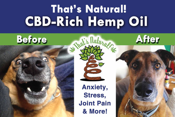 CBD for Pets? Absolutely! Our canine and feline friends have an Endocannabinoid System as well! Try our That’s Natural full spectrum CBD-rich hemp oil – we are a premium product with complete transparency and traceability! See more at www.cbdoil.life @cbdhempoil and find us in the #Aspen Valley right outside of #Basalt at our That’s Natural Life Force Market! @thatsnatural #petstagram #petfood #naturalpet #naturalpetfood #naturalpetcare #essentialoils #dogs #canines #caninesofaustin cbdhempoil #dogstagram #dogsofinsta #dogsoftwitter #animals #animalsaddict #petsagram #dogslife #catslife #holistic #wellness