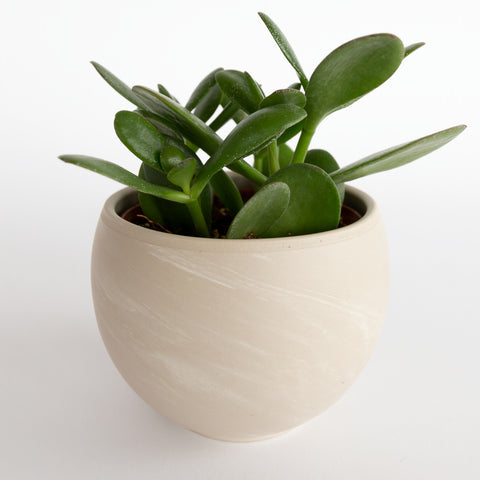 Simone round grey clay pot planter from Tonic Living
