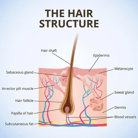 Structure of hair