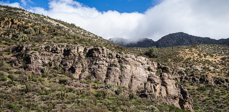 Vista panorámica del Parque La Giganta, mostrando un paisaje diverso con vegetación de arbustos y cactus con montañas en el fondo bajo un cielo claro. La imagen captura la serenidad y la belleza natural del parque, ideal para excursionistas y amantes de la naturaleza y el trekking