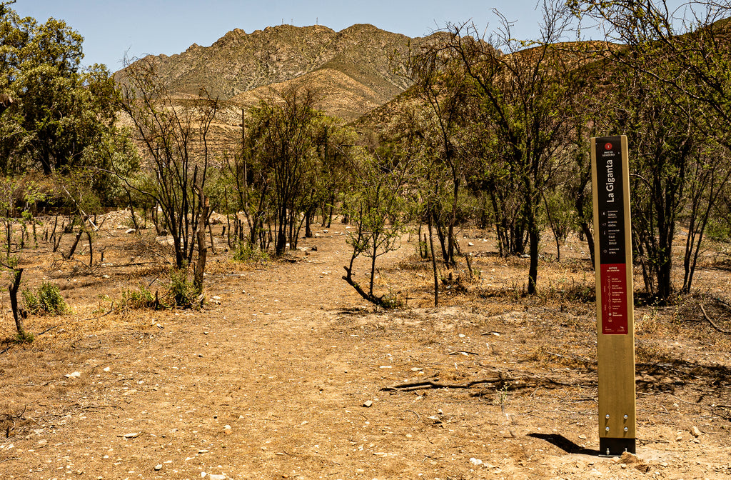 Señalética de sendero en Parque La Giganta que muestra flechas direccionales y marcadores de distancia sobre un fondo natural. La señal está montada en un poste de madera, exhibiendo claramente los caminos y rutas para los excursionistas. Trekking en valle del aconcagua