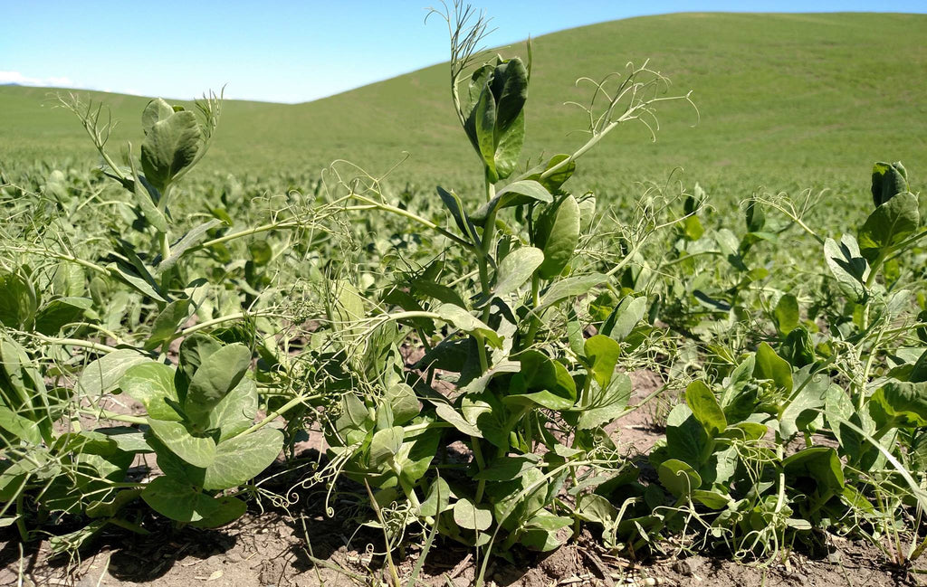 Green Split Peas,  Field Peas, Palouse Brand,  Growing Green Beans, Green Beans