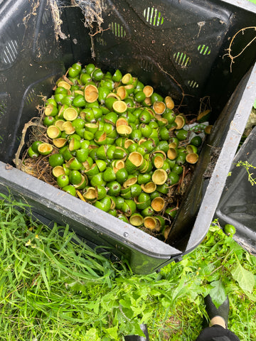 Hundreds of green feijoa skins lying on surface of a garden compost