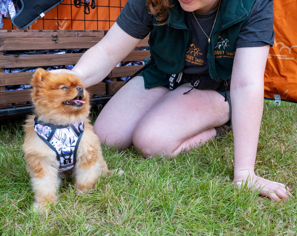 pomeranian wearing twiggy tags blossom adventure harness