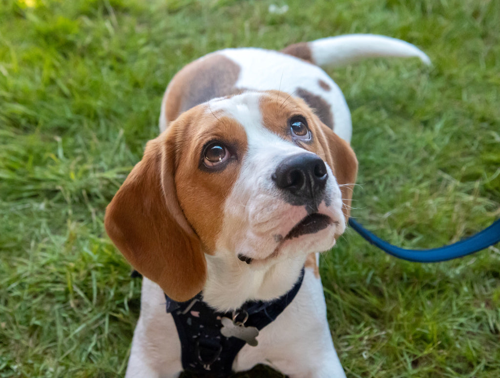 beagle wearing galactic adventure harness twiggy tags at fun dog show
