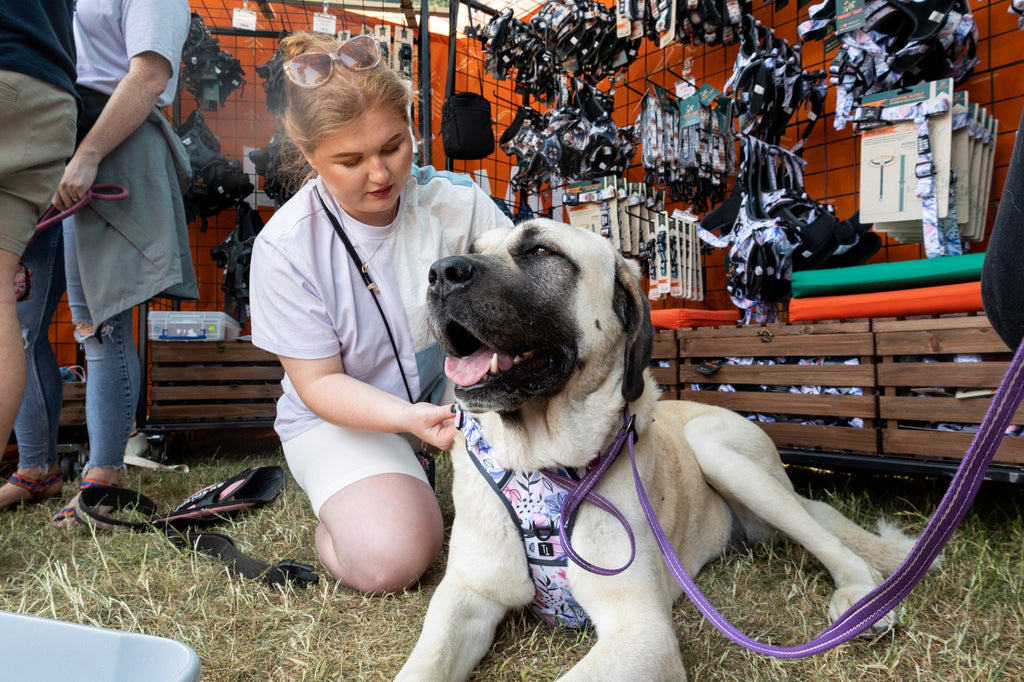 lois twiggy tags founder fitting a blossom adventure harness onto anatolian shepherd dog