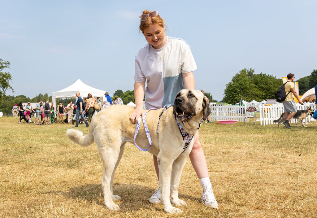 owner of twiggy tags with large Anatolian shepherd dog wearing adventure harness and adventure collar