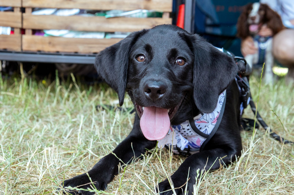 black labrador puppy wearing twiggy tags blossom adventure harness at fun dog show