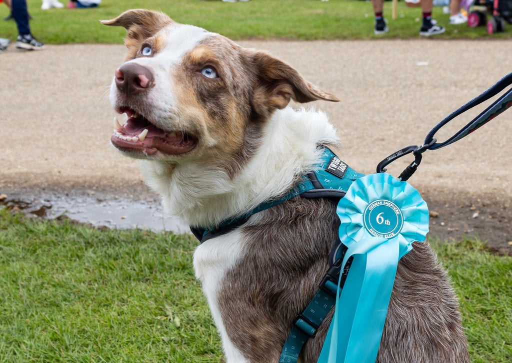 border collie winning a rosette from a fun dog show all about dogs