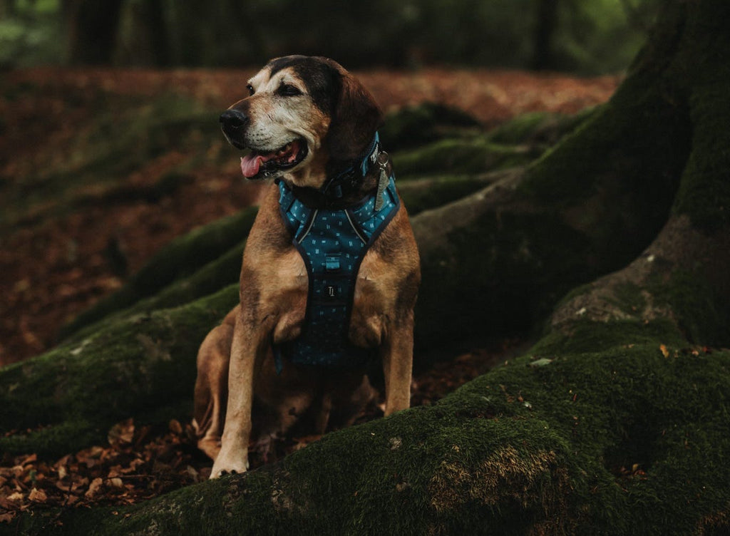 senior mixed breed dog wearing twiggy tags adventure harness in tranquil