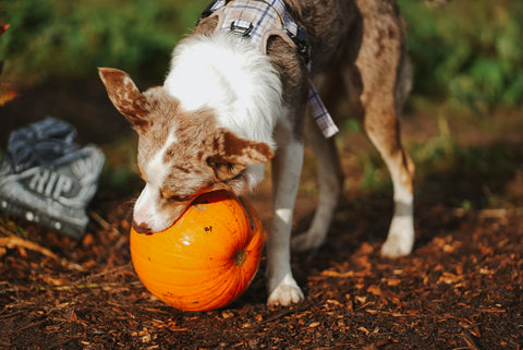 red merle working line border collie in the pumpkin patch picking up a pumpkin as if it were a big orange football, with a small gravestone decoration in the background