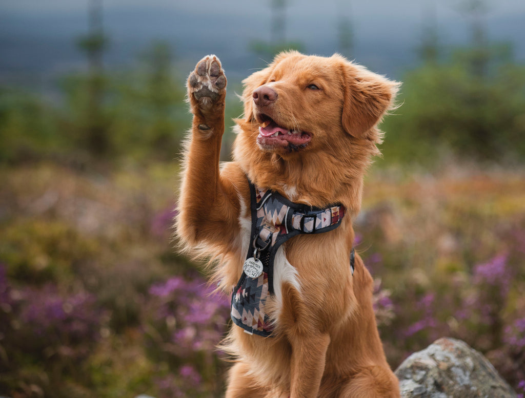 nova scotia duck tolling retriever performing a waving trick wearing twiggy tags adventure harness in scotland with trees in the scnerty