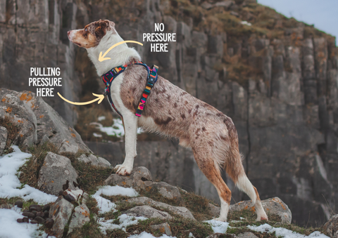 border collie on a mountain hike wearing  a non-restrictive twiggy tags adventure harness with arrows to the chest panel on the breast bone showing where pulling pressure is applied and an arrow to the senstive neck area showing where the harness prevents pressure and possible damage