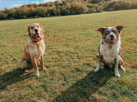 two dogs covered in mud in a field. one is a working line golden retriever and the other is a working line red merle border collie. they are both wearing Twiggy Tags Adventure Collars in the pattern Heritage