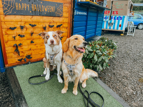 working line golden retriever and border collie posing in front of a coffee van photo booth with orange background, dangling bat decorations and a grassy ramp. They are both wearing matching dog outfits of Twiggy Tags Adventure Harnesses in Heritage print and The Twiggy Tags TrailFinder Multi-Way Lead in the black pattern Onyx