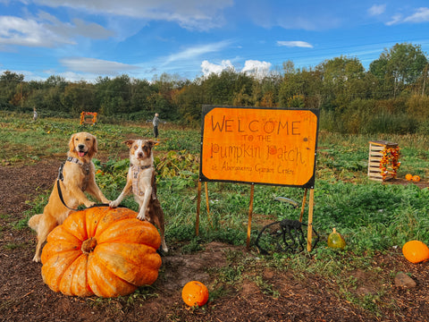 working line golden retriever and red merle border collie posing with both of their paws up on a giant pumpkin at the entrance to the pumpkin patch, with a big orange sign next to them that reads "welcome to the pumpkin patch"
