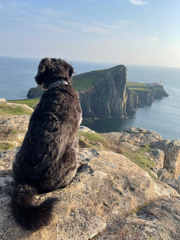 spaniel mix looking out into Scotland scenery in the scottish mountains, wearing a twiggy tags adventure collar on his campervan camping holiday