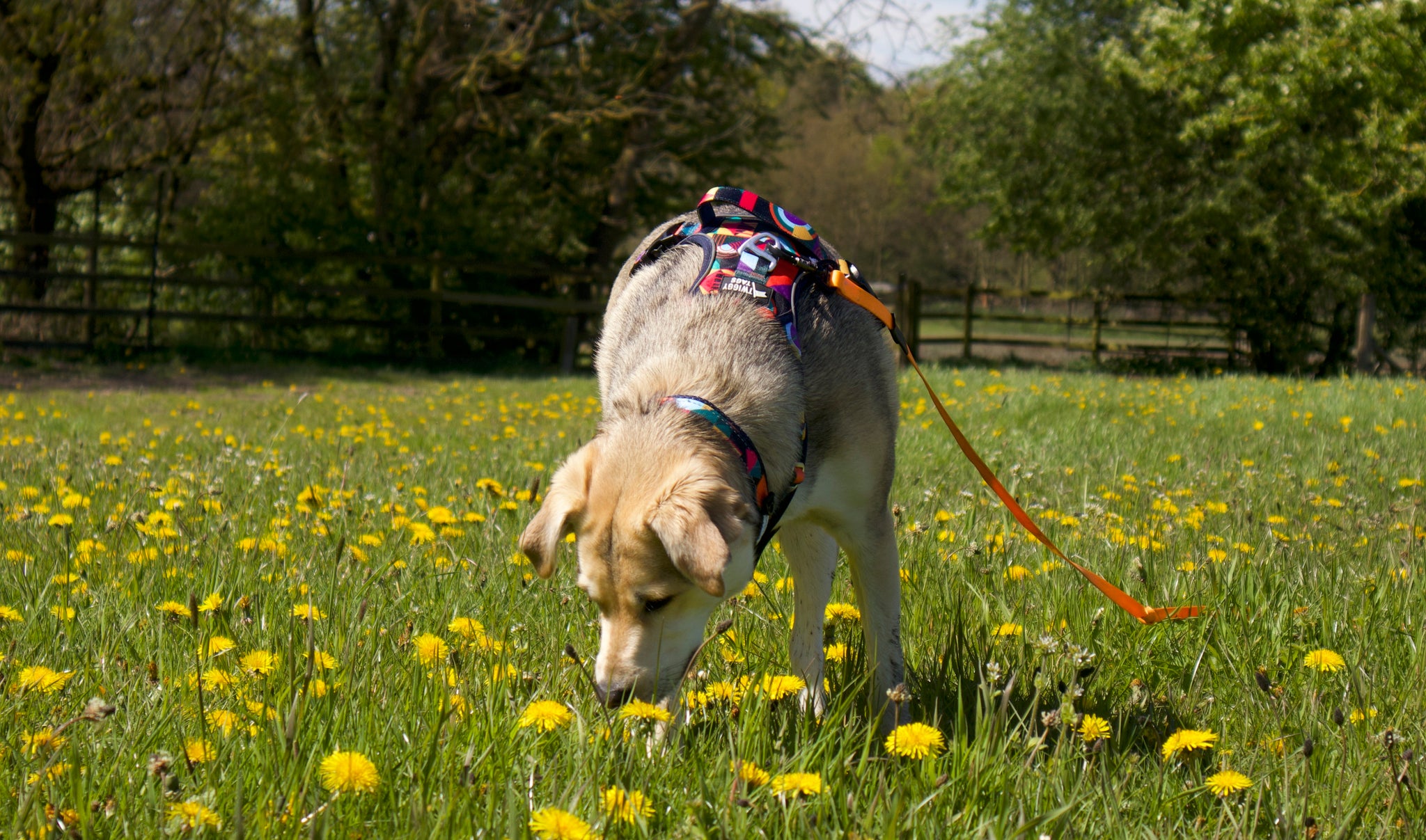 rescue dog sniffing in grass for enrichment wearing twiggy tags aurora adventure harness
