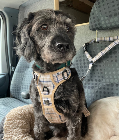 spaniel mix sat on campervan seat wearing twiggy tags heritage adventure harness connected to a twiggy tags strength-tested dog seatbelt restraint