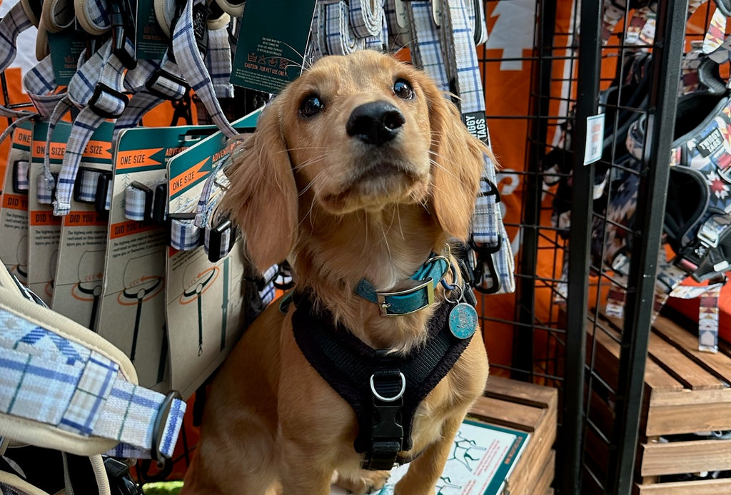 puppy sat on crates surrounded by heritage twiggy tags adventure harness and adventure lead cocker spaniel